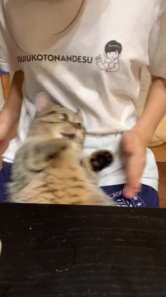 女性の手の方へ体を向ける猫