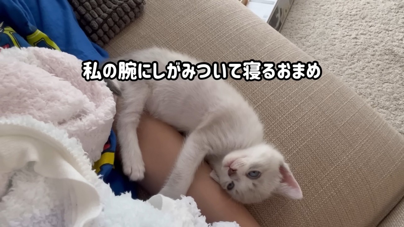 飼い主の腕で寝る子猫
