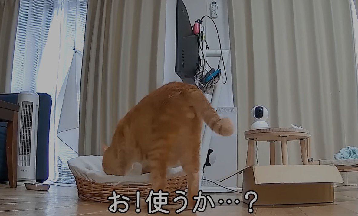 ラタンベッドのにおいを嗅ぐ猫