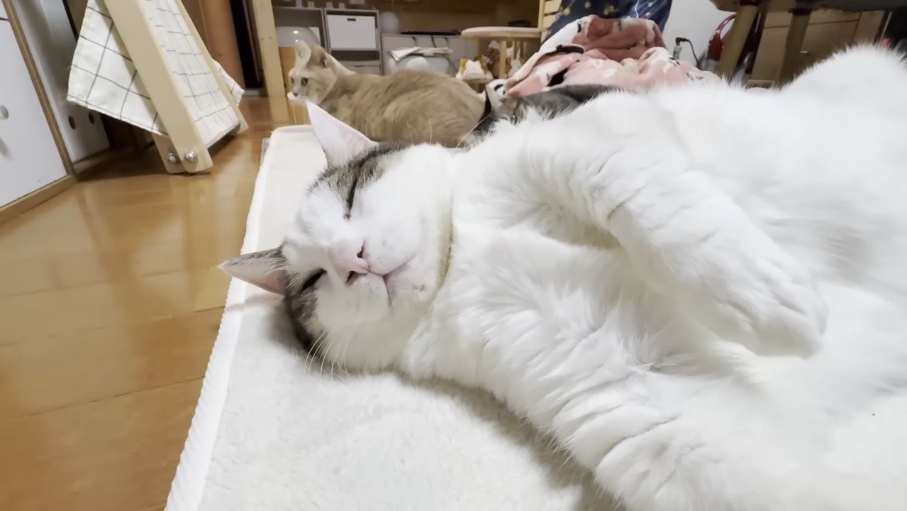 豆大福くんのアップ