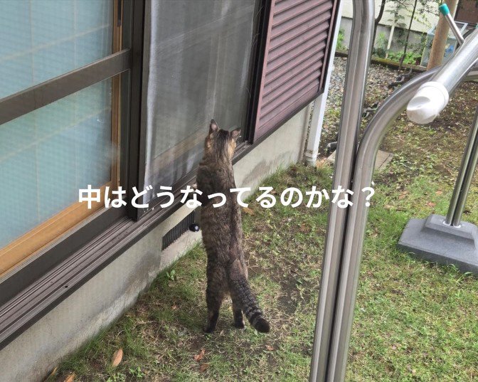 家の中を見る猫の後ろ姿