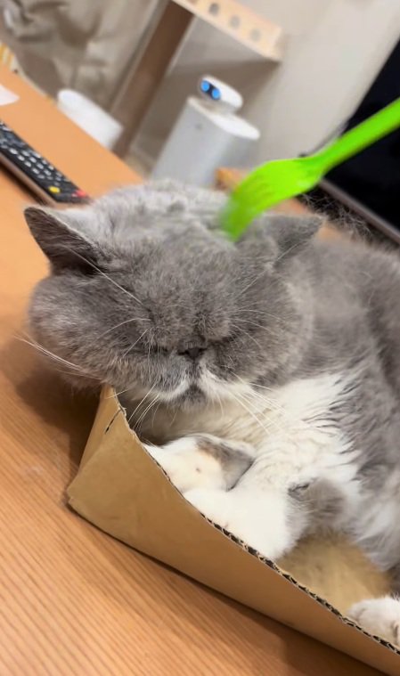 斜め上から見た猫