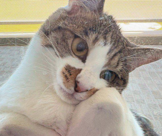 網戸と窓の間に挟まっている猫