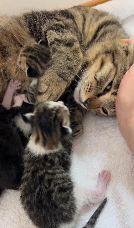 生まれたばかりの子猫たちに寄り添うアメルちゃん