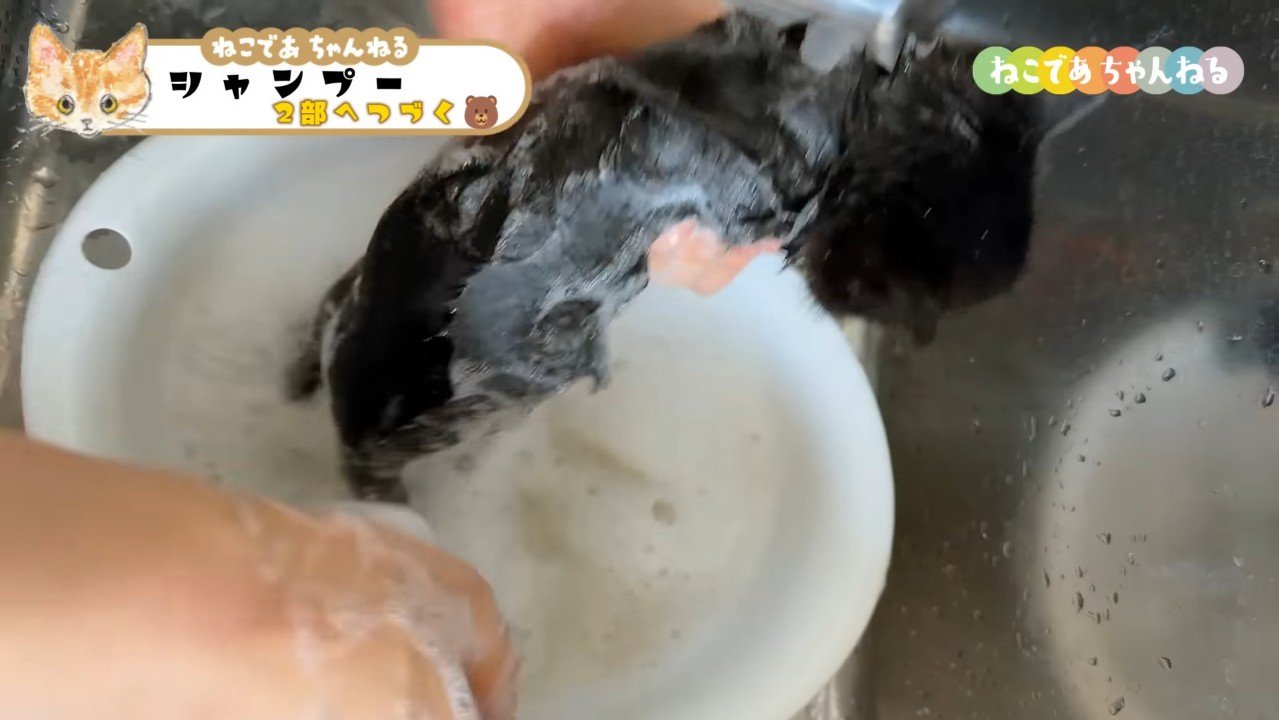 黒子猫の後ろ姿