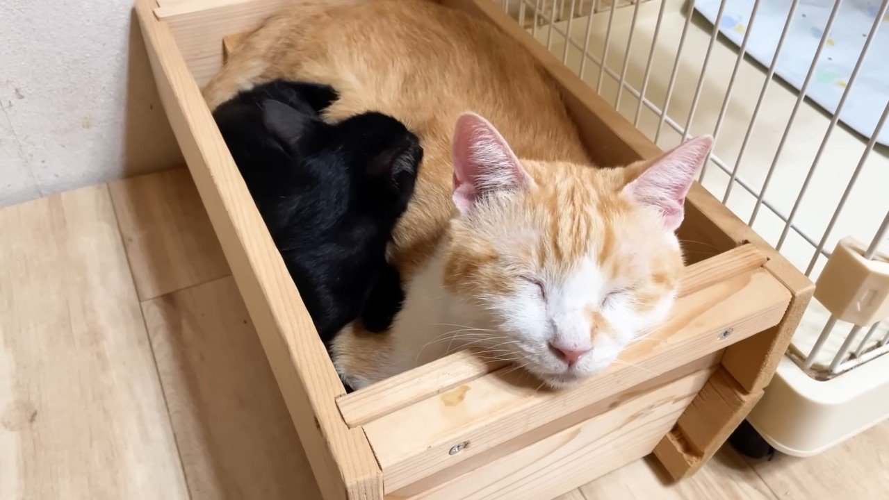 体に鼻を埋める子猫