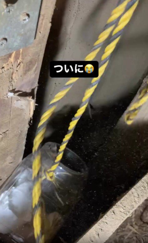 子猫を救出する場面