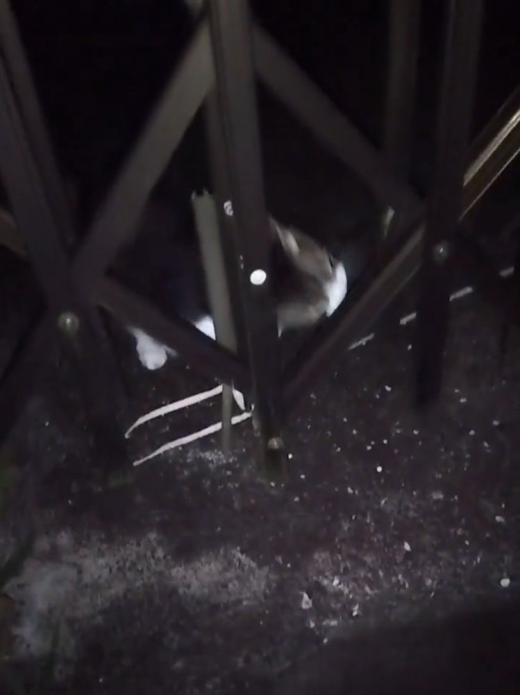 紐を取ろうとする猫