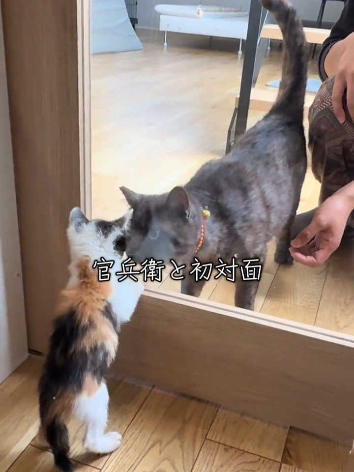 ガラス越しに対面する成猫と子猫