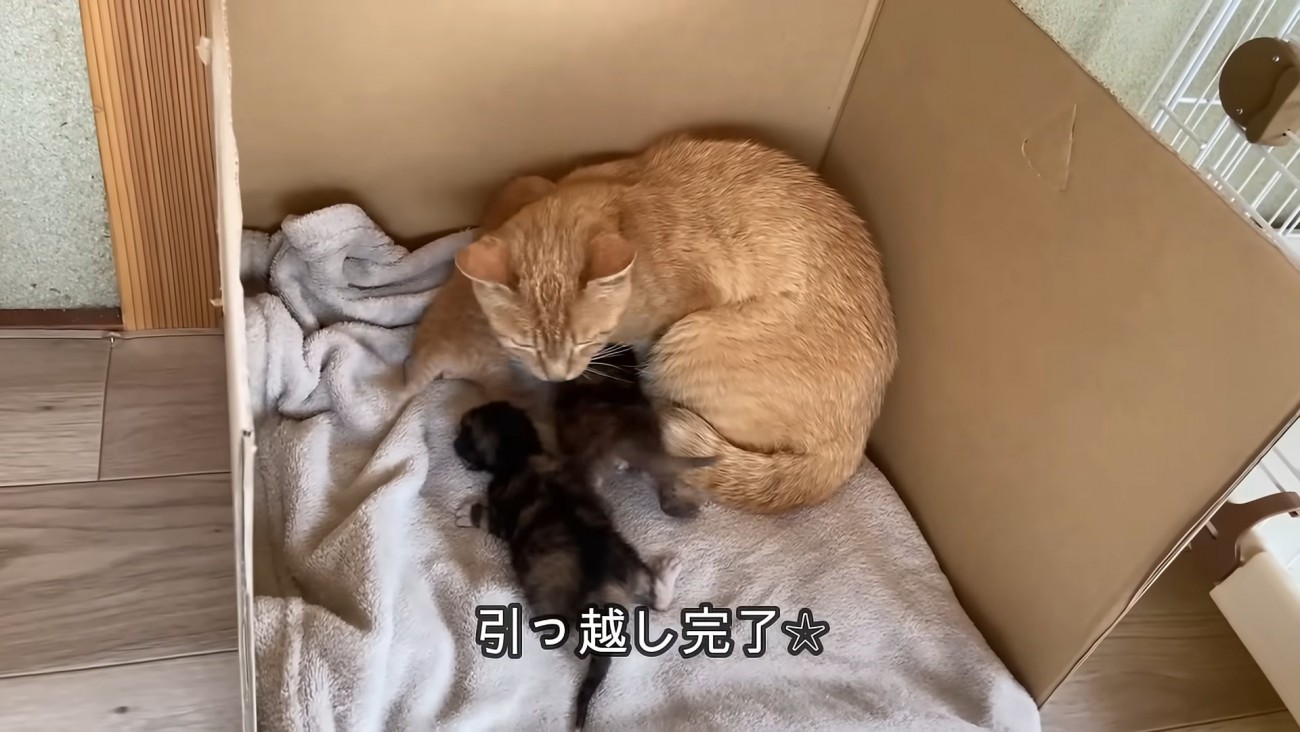 箱の中にいる親子猫