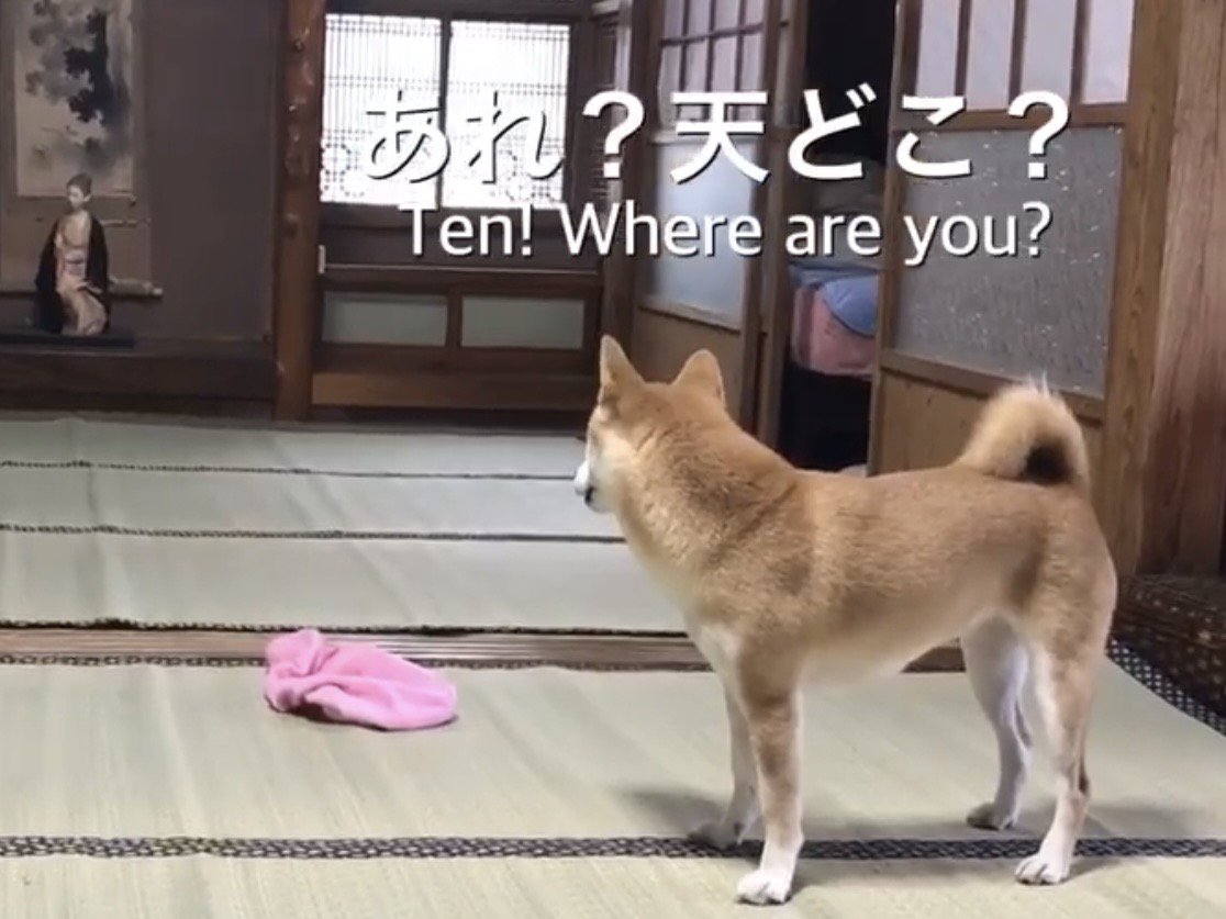 黒猫を探す柴犬