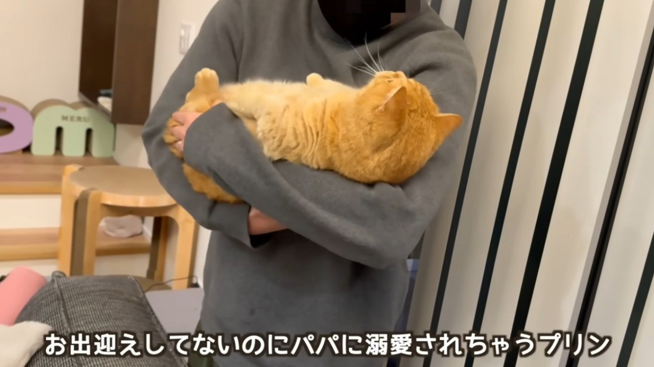 飼い主に抱っこされている猫