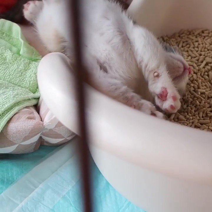 猫トイレに頭が落ちて寝ている子猫