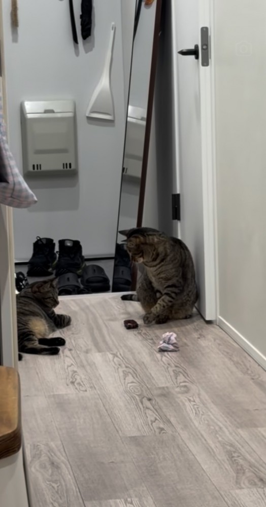 廊下でおもちゃを姉キジトラ猫に渡す弟キジトラ猫