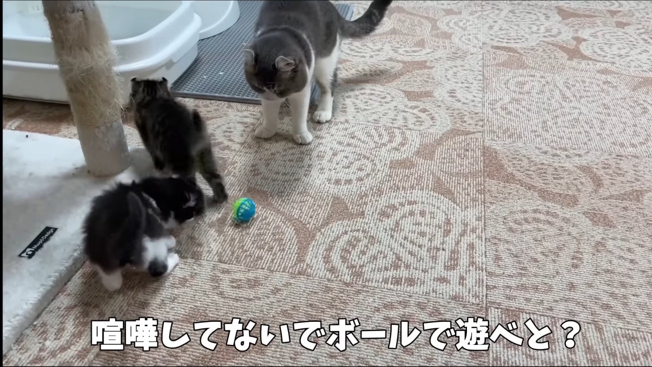 子猫の前にボールを持ってきた成猫