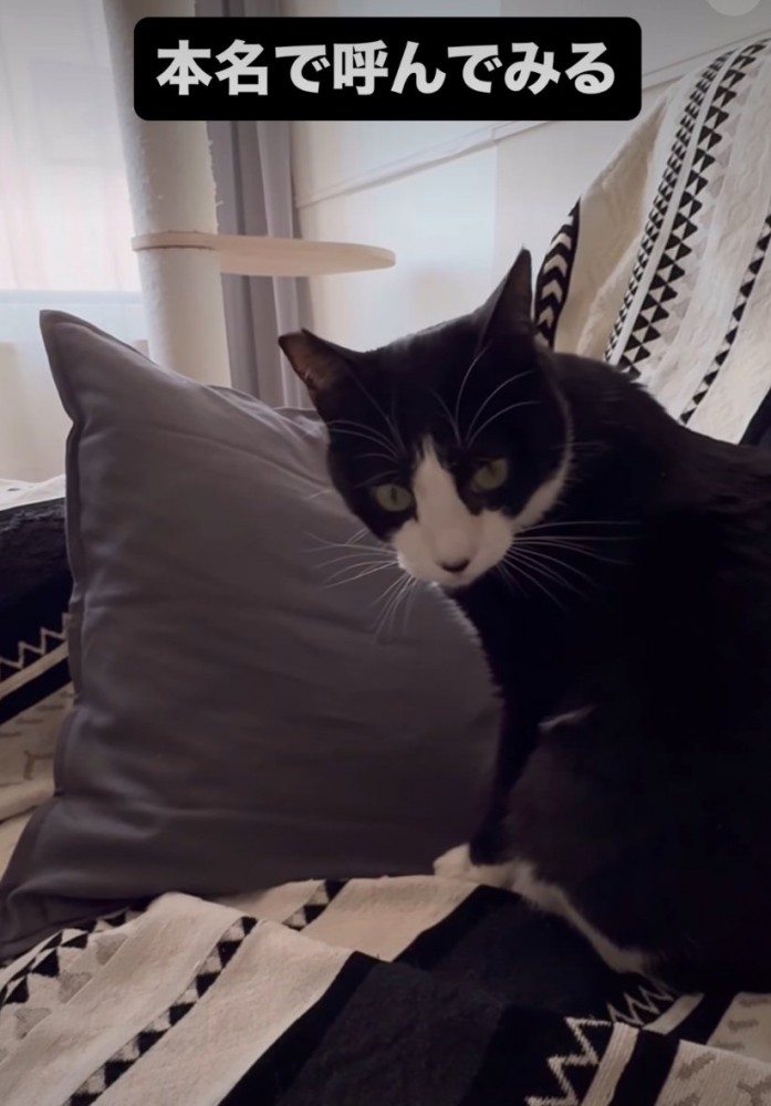 こちらを見つめる猫