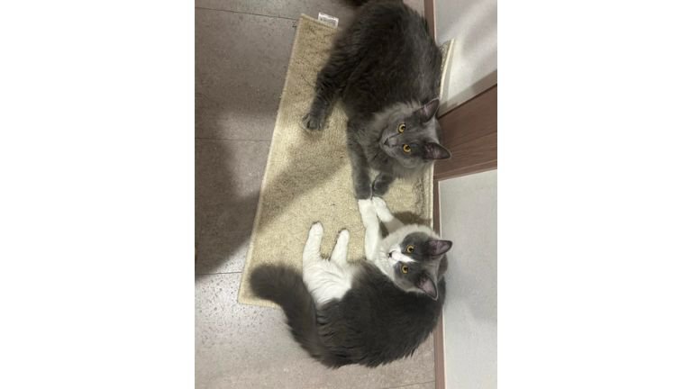 室内にいる猫