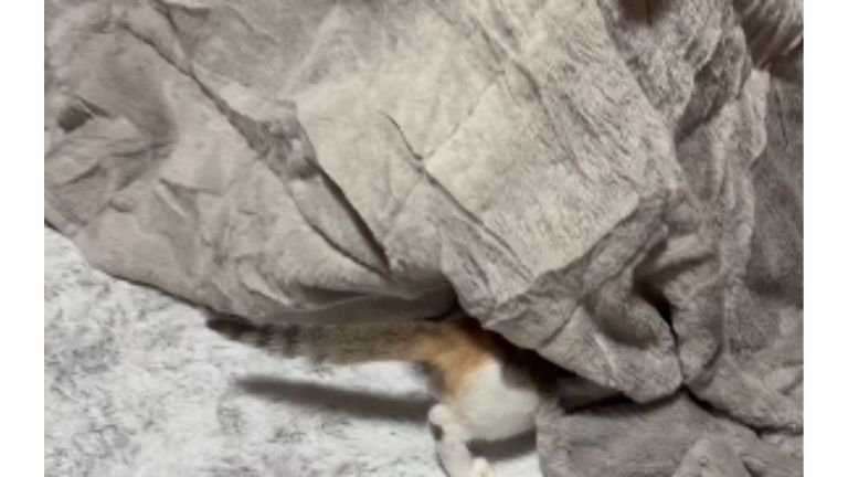 こたつの中に入っていく猫