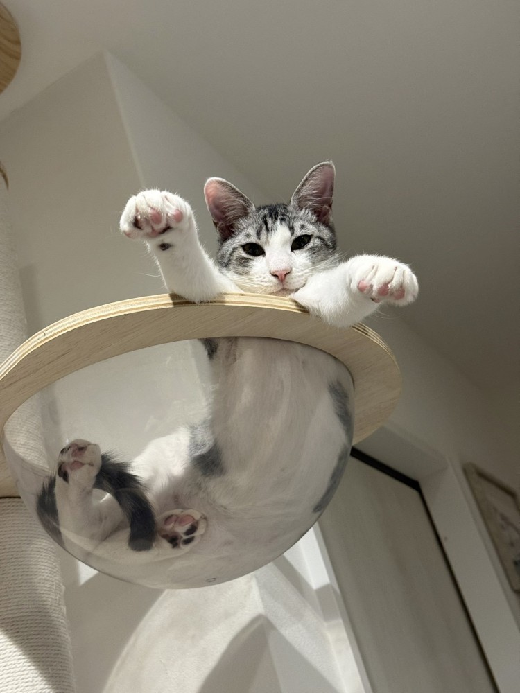 ボウルに入っている猫