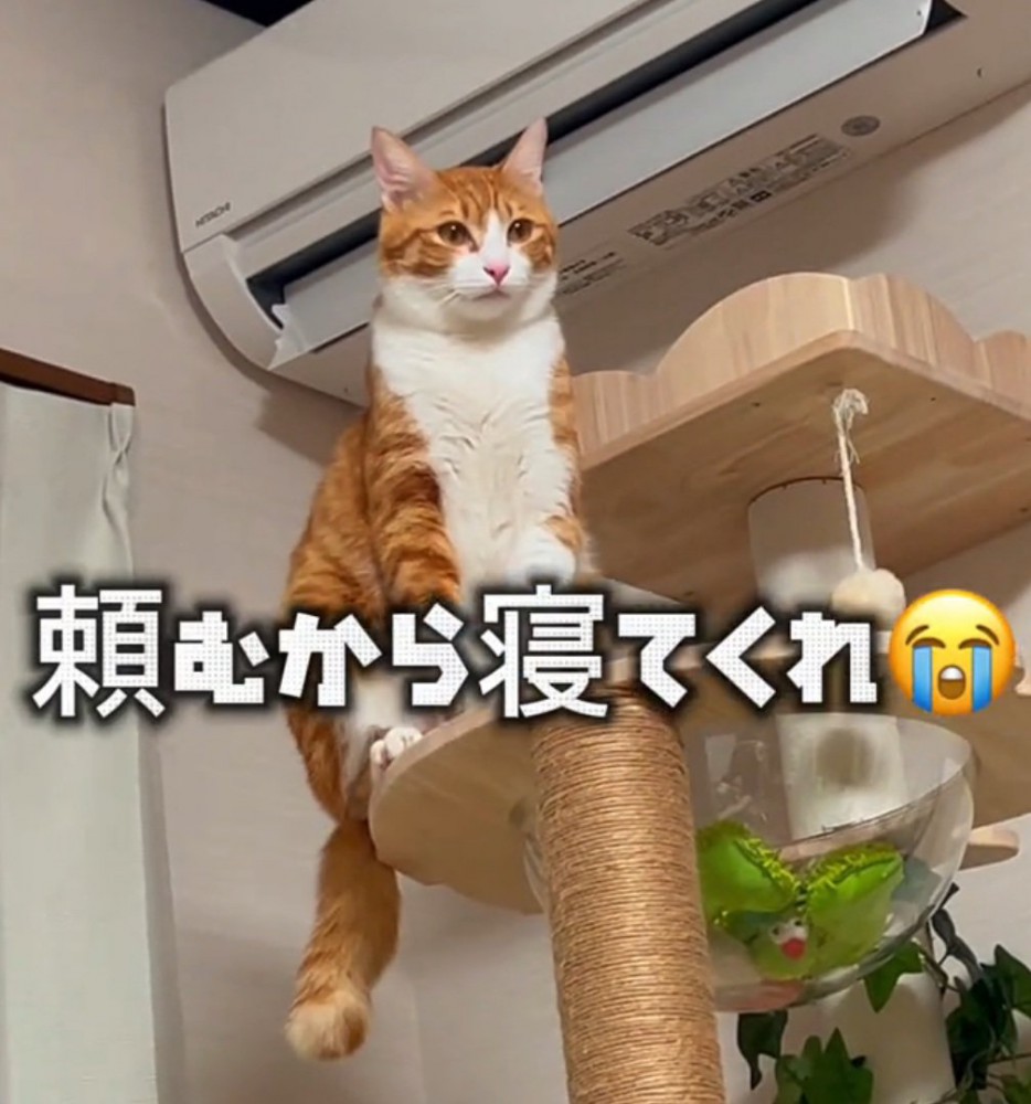すまし顔の猫