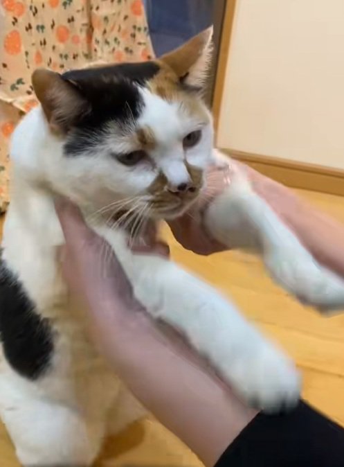 飼い主に前足をもたれているミケ猫