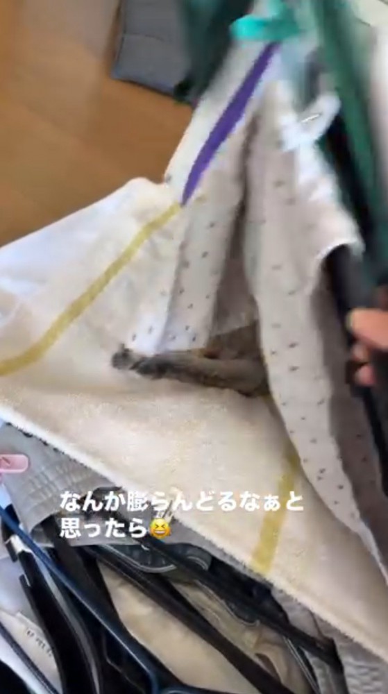 めくった洗濯物を元に戻す飼い主