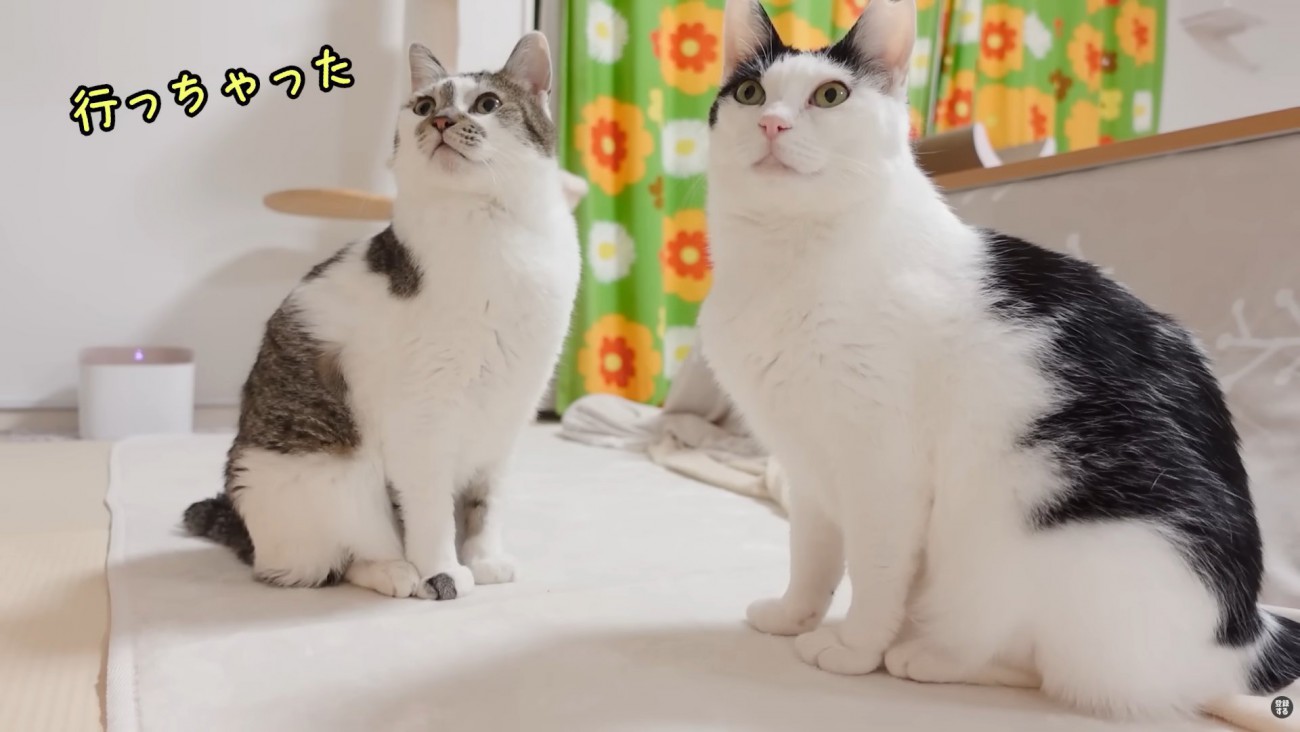 テロップ「行っちゃった」