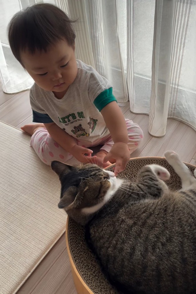 猫の鼻を触る赤ちゃん