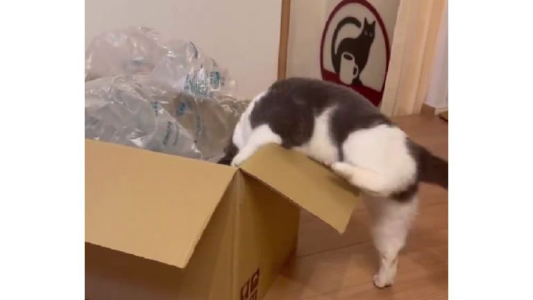 ダンボールに入ろうとしている猫