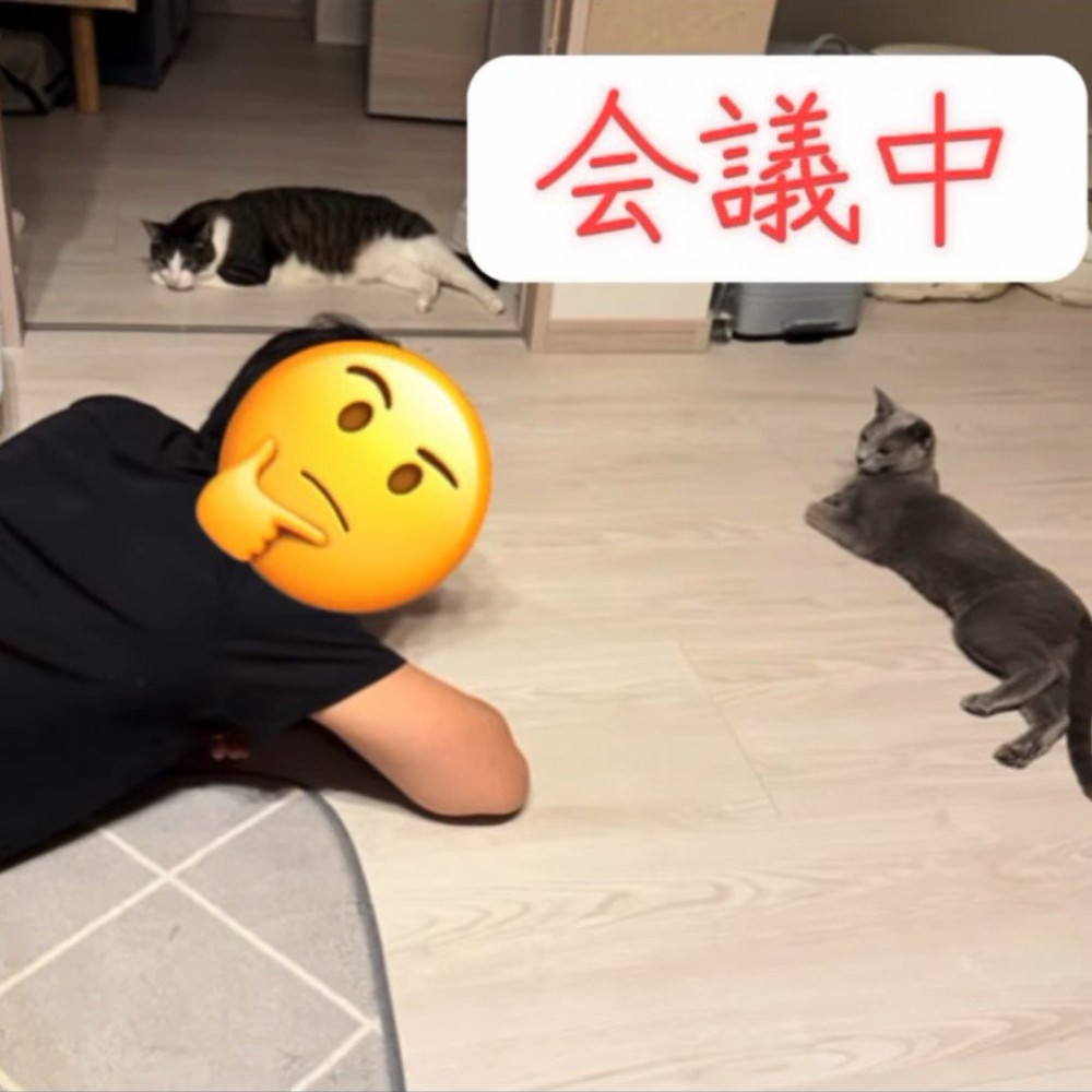 寝そべる人と猫たち