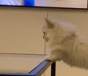 前足をテーブルに乗せて動かなくなってしまった猫