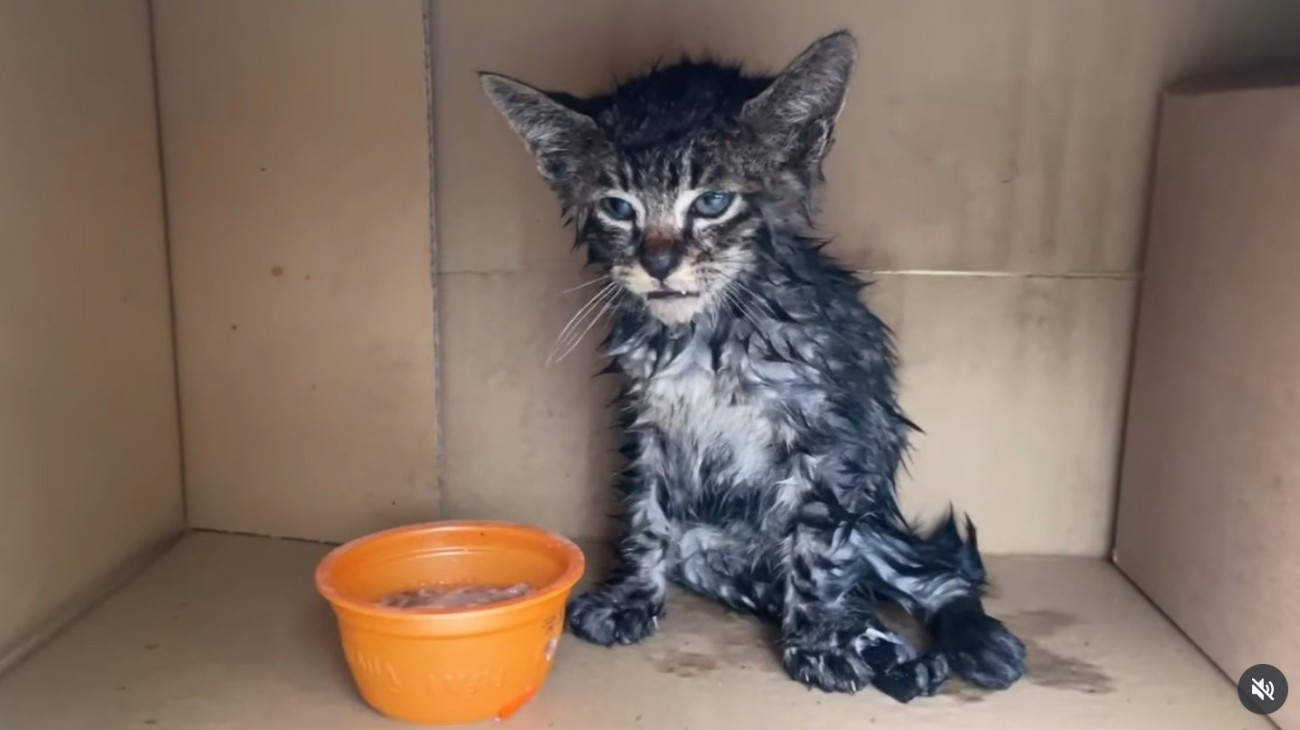 段ボールの中の子猫