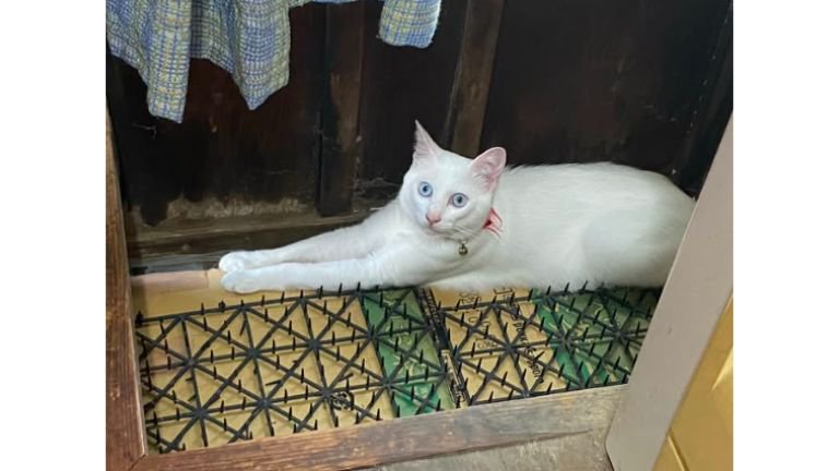 室内にいる猫