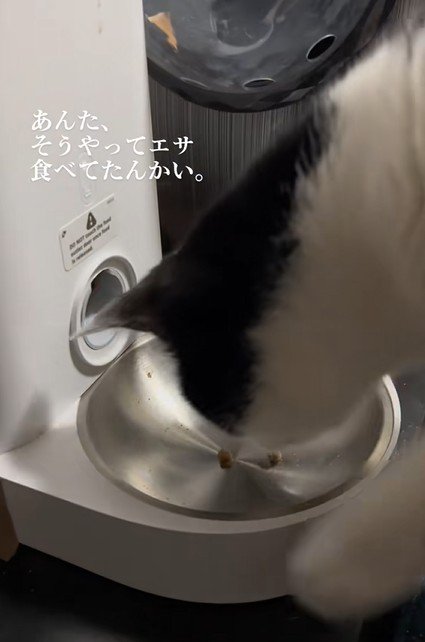 フードを食べる猫