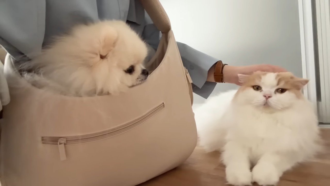 バッグに入ったポテチくん