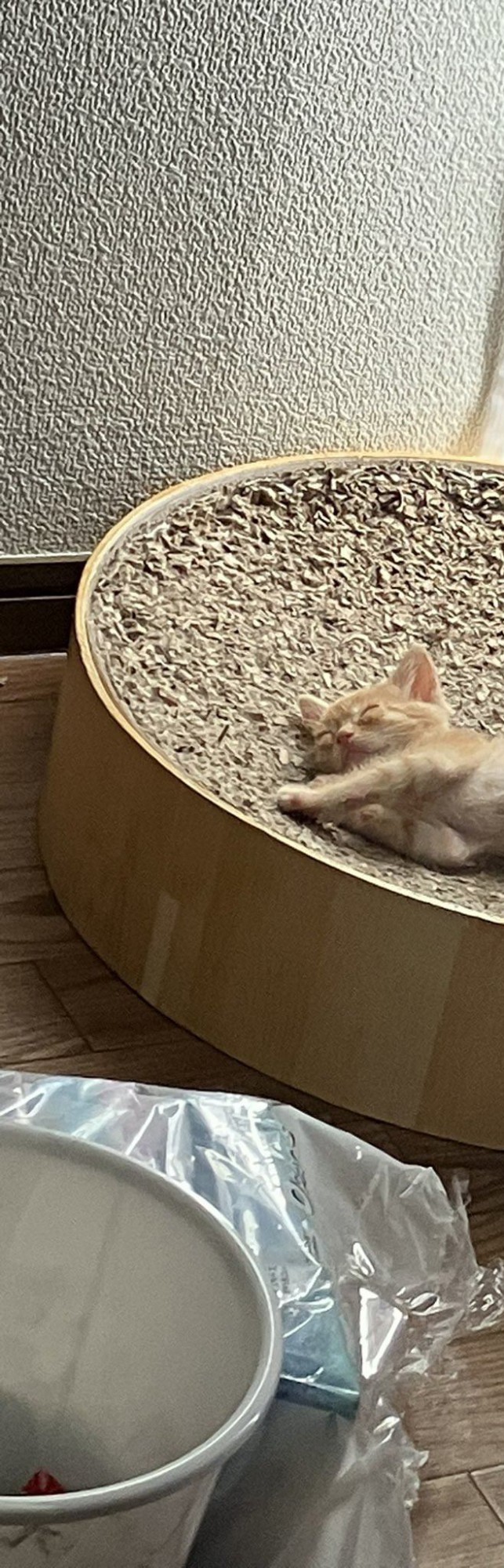 熟睡する猫