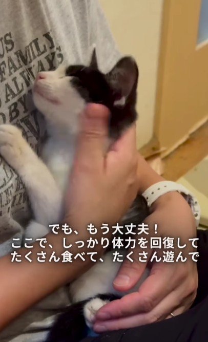 抱っこされている子猫