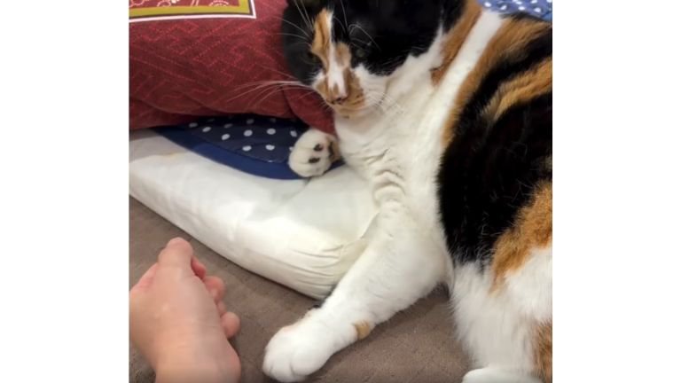 室内にいる猫