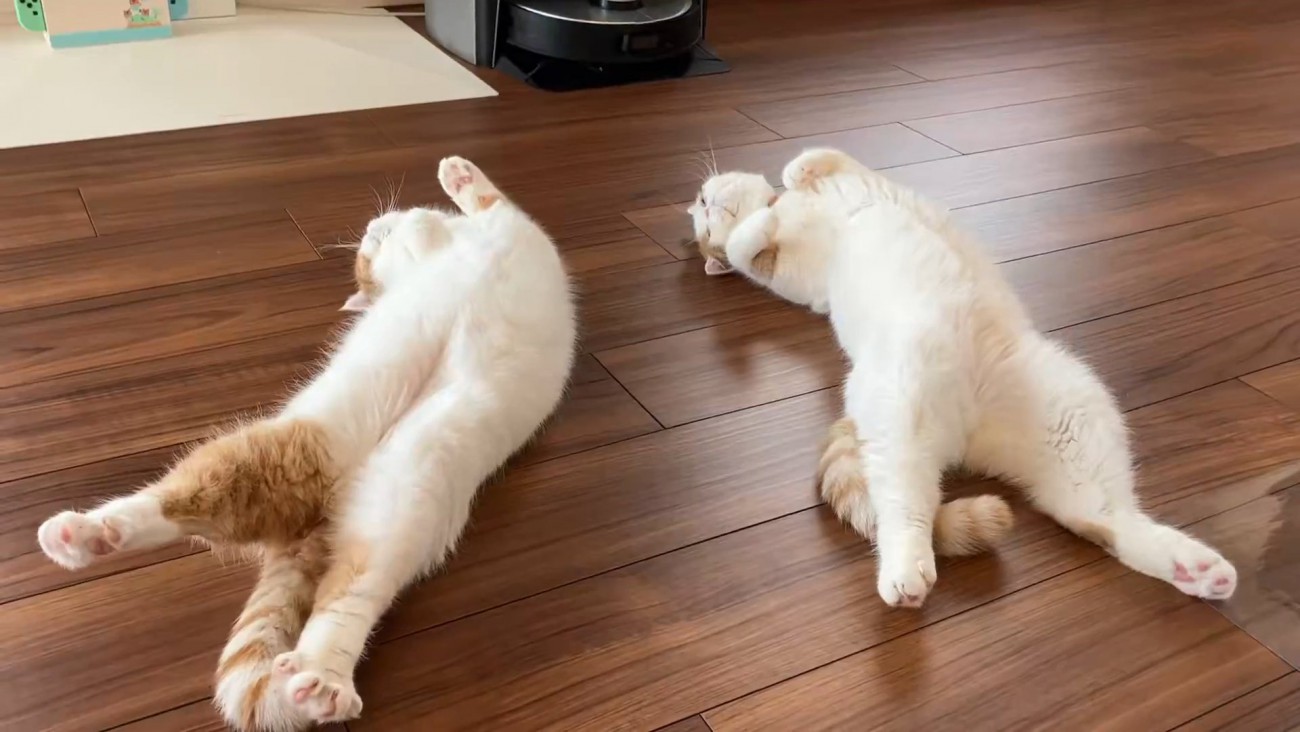 仰向けになる2匹の猫