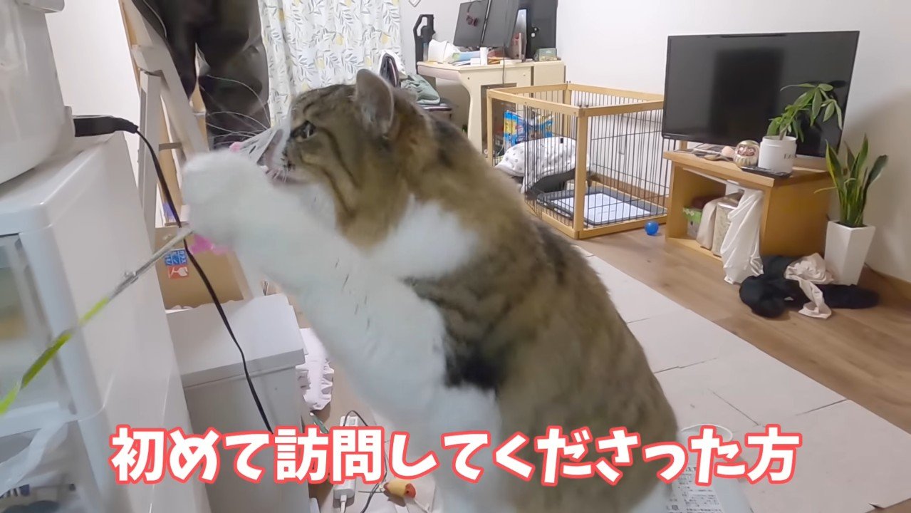 鼻をつけてタッチ