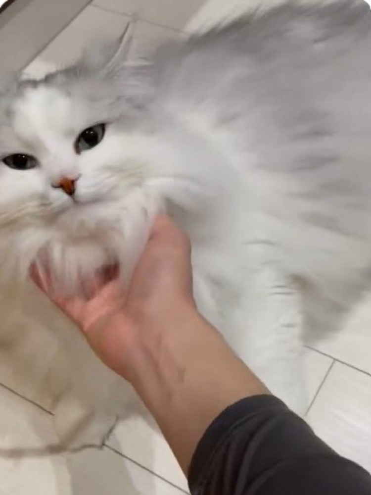 顎を撫でられるサイベリアンの猫