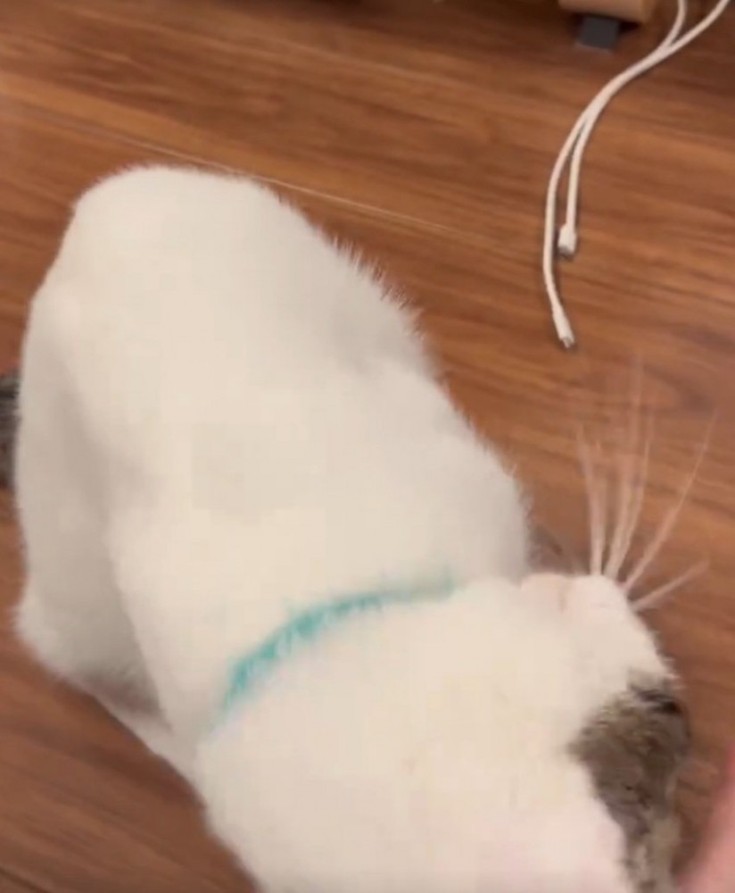 じっくりスリスリする猫