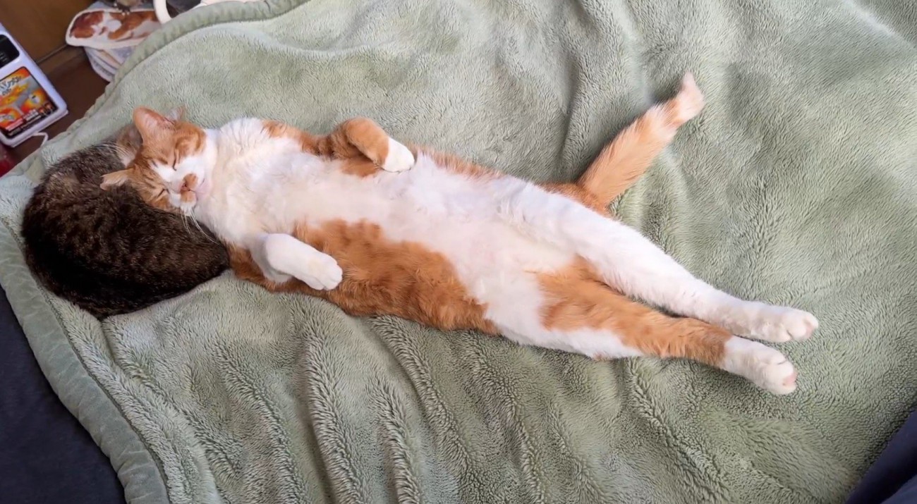 キジ白猫の体に頭を乗せて目を閉じている猫