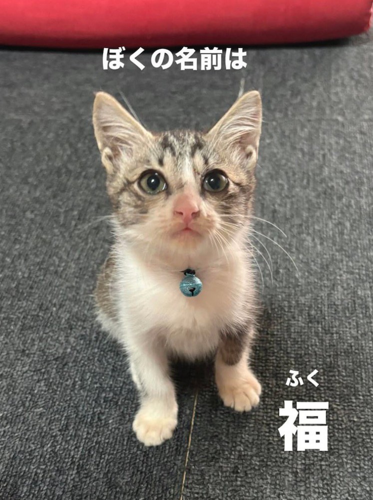 飼い主を見上げる子猫