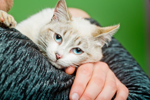 あなたの愛猫は幸せ？ダメ飼い主診断11項目