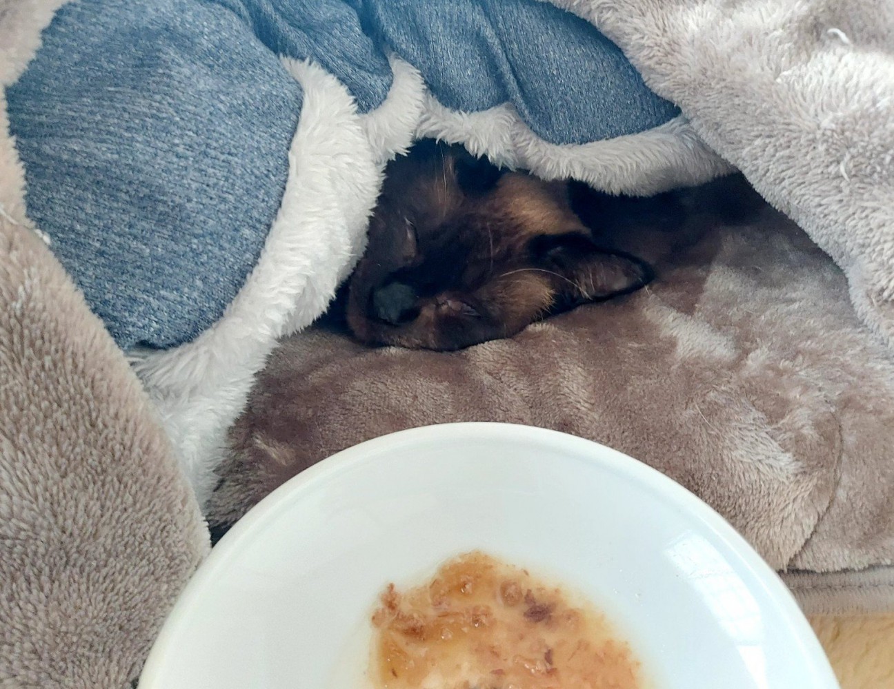 餌を前に眠る猫