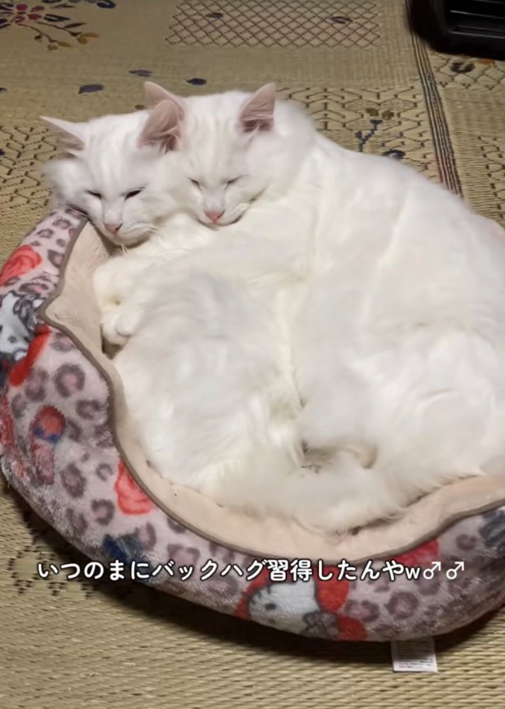 バックハグする子猫