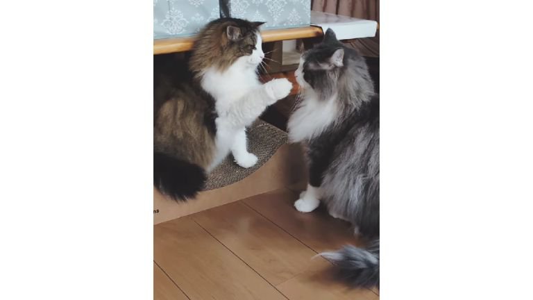 喧嘩している猫