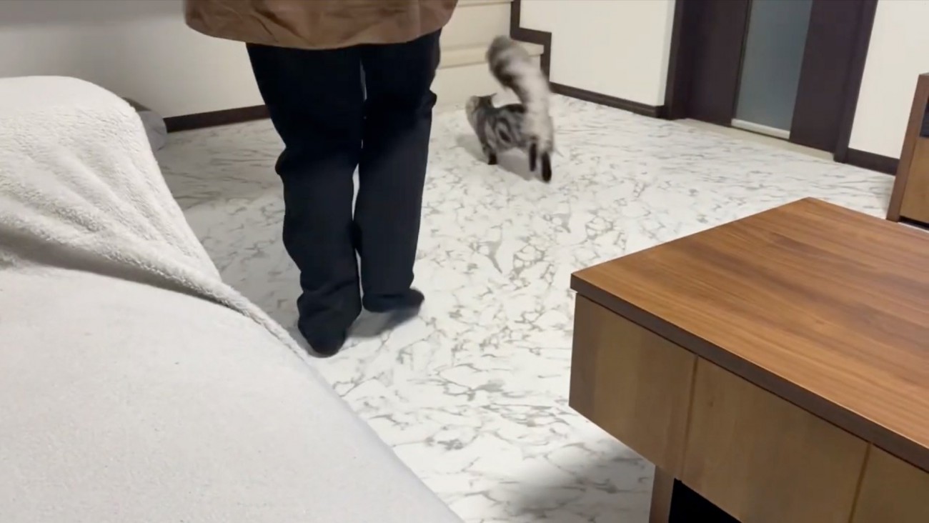 走って行く猫