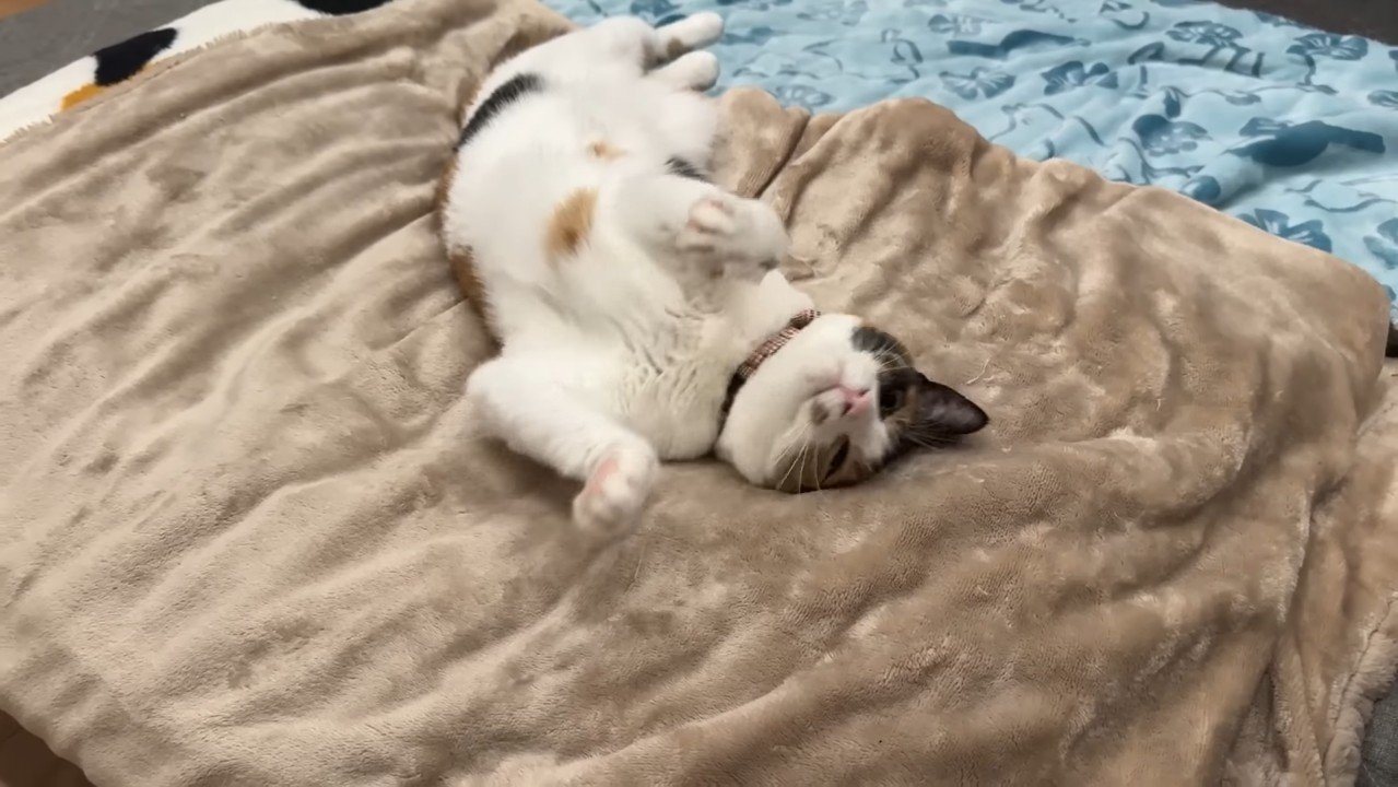 頭を擦りつけるように